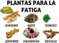 /album/galeria-fotografica/hierbas-fatiga-jpg/